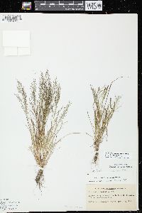 Eragrostis frankii image