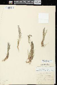 Eragrostis frankii image