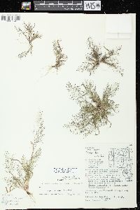 Eragrostis frankii image