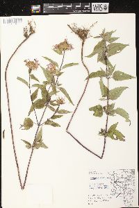 Monarda fistulosa subsp. fistulosa image