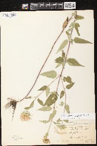 Monarda fistulosa subsp. fistulosa image