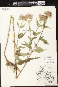 Monarda fistulosa subsp. fistulosa image