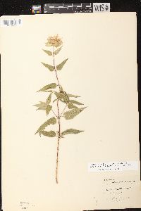 Monarda fistulosa subsp. fistulosa image