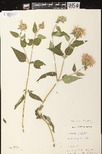 Monarda fistulosa subsp. fistulosa image