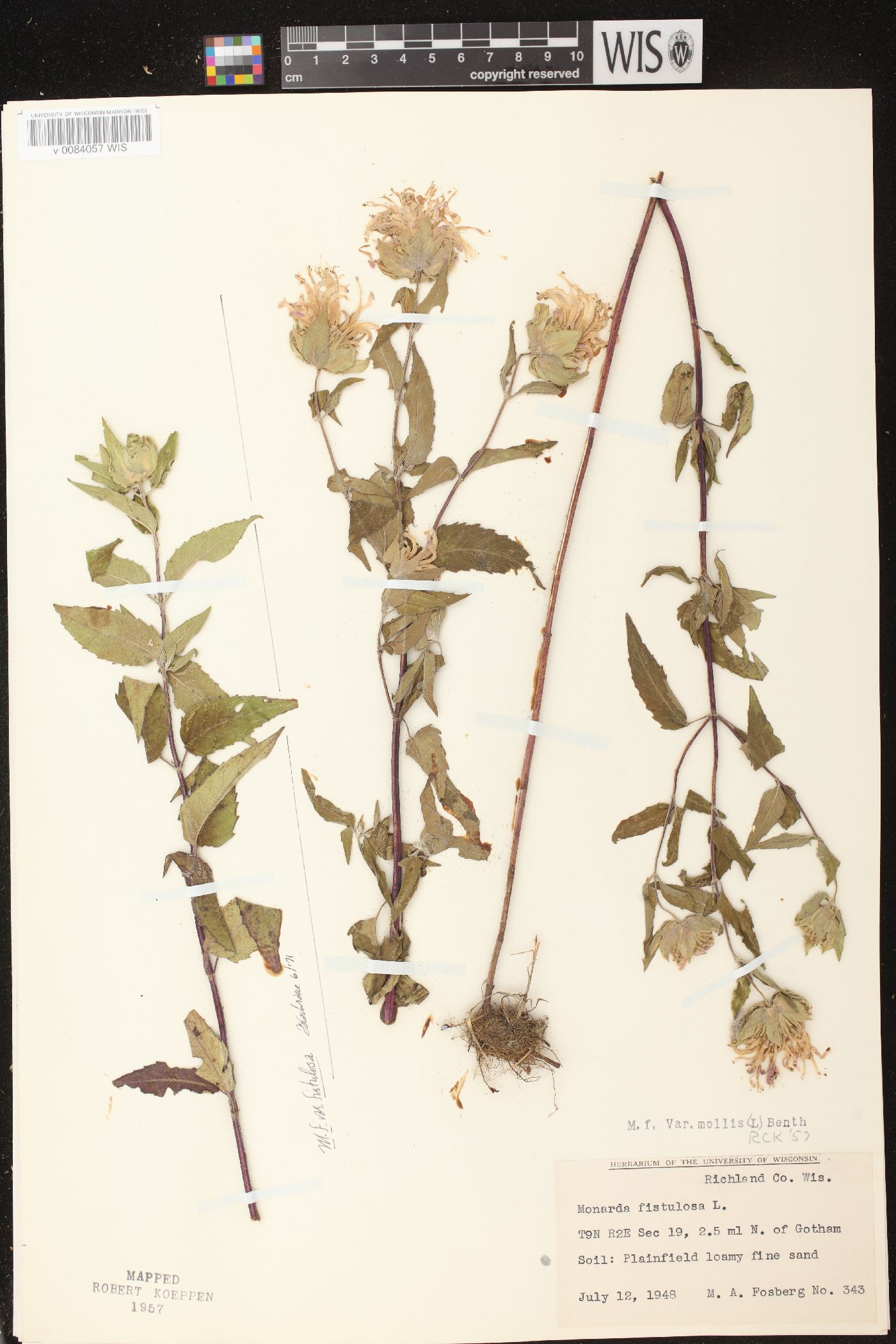 Monarda fistulosa subsp. fistulosa image