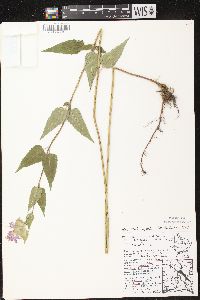 Monarda fistulosa subsp. fistulosa image