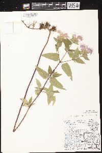 Monarda fistulosa subsp. fistulosa image