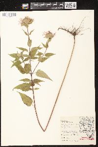 Monarda fistulosa subsp. fistulosa image