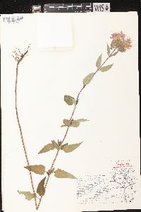 Monarda fistulosa subsp. fistulosa image