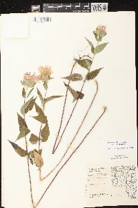 Monarda fistulosa subsp. fistulosa image