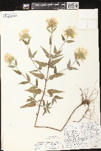 Monarda fistulosa subsp. fistulosa image