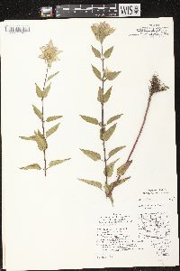 Monarda fistulosa subsp. fistulosa image