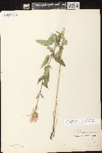 Monarda fistulosa subsp. fistulosa image