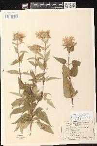 Monarda fistulosa subsp. fistulosa image