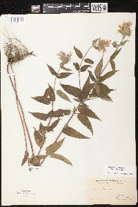 Monarda fistulosa subsp. fistulosa image