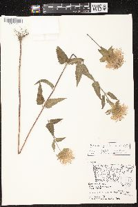 Monarda fistulosa subsp. fistulosa image