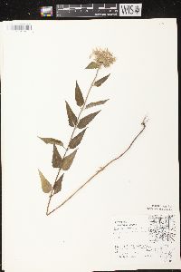 Monarda fistulosa subsp. fistulosa image