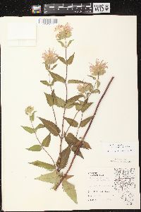 Monarda fistulosa subsp. fistulosa image