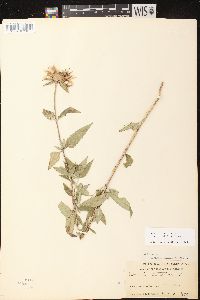 Monarda fistulosa subsp. fistulosa image