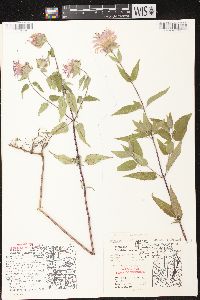 Monarda fistulosa subsp. fistulosa image