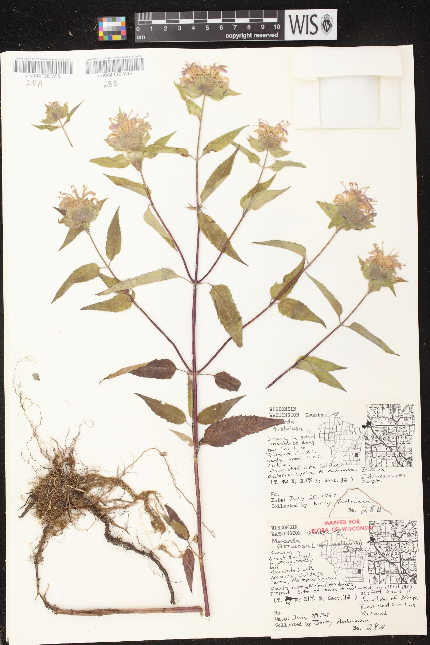 Monarda fistulosa subsp. fistulosa image