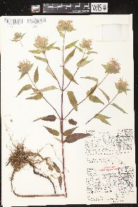 Monarda fistulosa subsp. fistulosa image