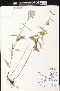 Monarda fistulosa subsp. fistulosa image