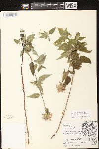 Monarda fistulosa subsp. fistulosa image