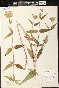 Monarda fistulosa subsp. fistulosa image