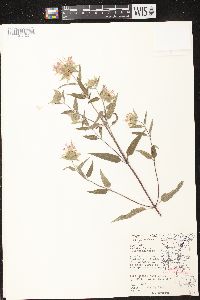 Monarda fistulosa subsp. fistulosa image