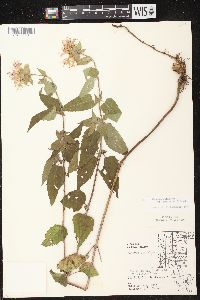 Monarda fistulosa subsp. fistulosa image