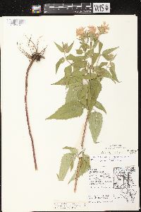 Monarda fistulosa subsp. fistulosa image