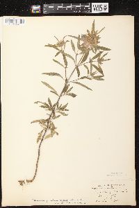 Monarda punctata var. villicaulis image