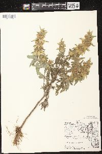 Monarda punctata var. villicaulis image