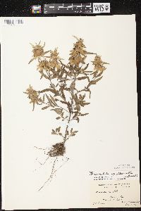 Monarda punctata image