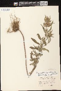 Monarda punctata image