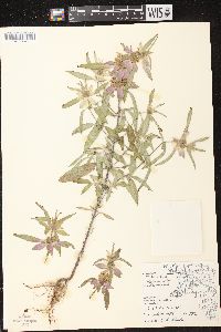 Monarda punctata image