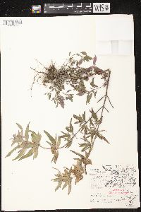 Monarda punctata var. villicaulis image