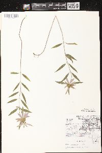 Monarda punctata image