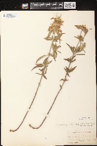 Monarda punctata image