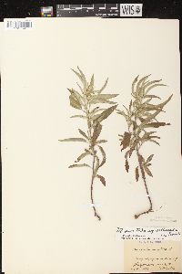 Monarda punctata image