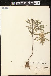 Monarda punctata image