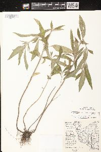 Monarda punctata image