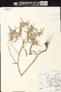 Monarda punctata image