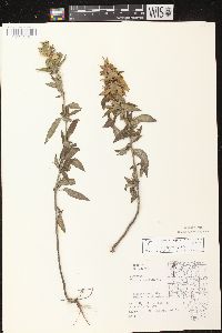 Monarda punctata image