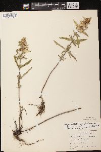 Monarda punctata var. villicaulis image