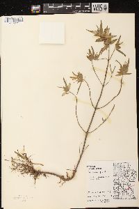 Monarda punctata var. villicaulis image