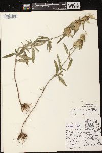 Monarda punctata var. villicaulis image