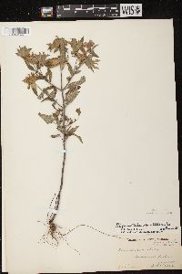 Monarda punctata var. villicaulis image