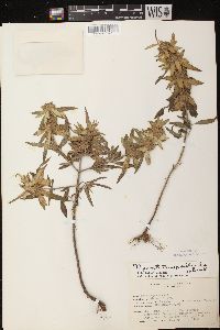 Monarda punctata var. villicaulis image